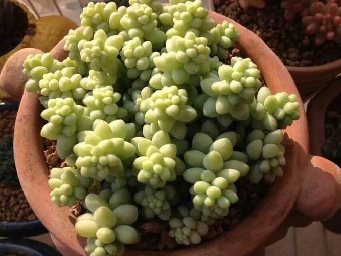 新玉缀怎么砍头?新玉缀怎么才能出状态?-第2张图片-优品飞百科 新玉缀怎么砍头?新玉缀怎么才能出状态?-第2张图片-优品飞百科