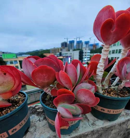 新玉缀怎么砍头?新玉缀怎么才能出状态?-第3张图片-优品飞百科 新玉缀怎么砍头?新玉缀怎么才能出状态?-第3张图片-优品飞百科