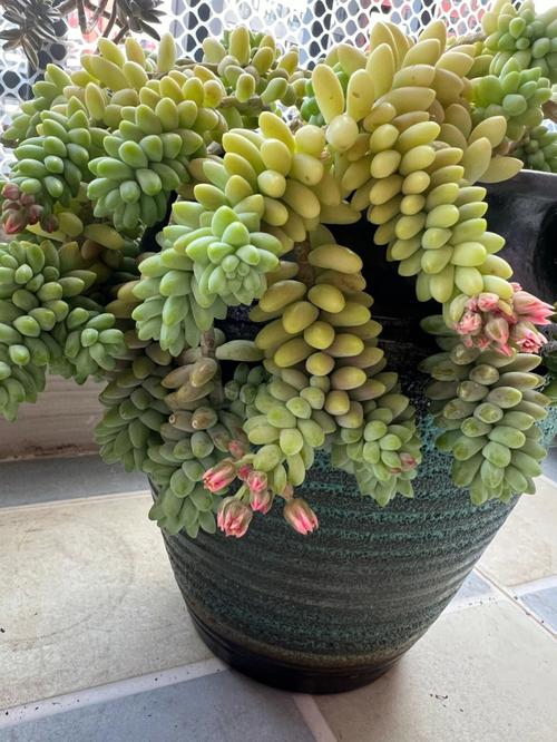 新玉缀怎么砍头?新玉缀怎么才能出状态?-第5张图片-优品飞百科 新玉缀怎么砍头?新玉缀怎么才能出状态?-第5张图片-优品飞百科