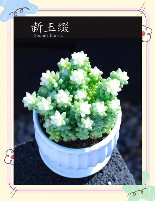 新玉缀怎么砍头?新玉缀怎么才能出状态?-第4张图片-优品飞百科 新玉缀怎么砍头?新玉缀怎么才能出状态?-第4张图片-优品飞百科