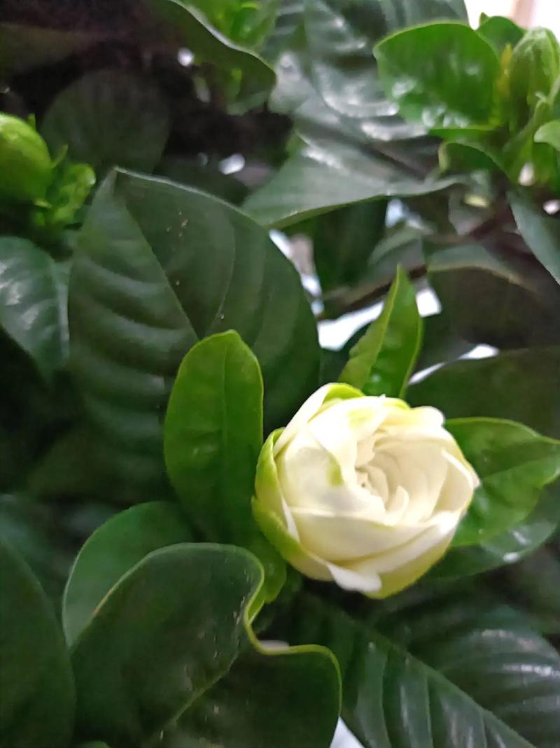 秋天栀子花开吗,栀子花到了秋天是否就会枯叶?-第2张图片-优品飞百科 秋天栀子花开吗,栀子花到了秋天是否就会枯叶?-第2张图片-优品飞百科