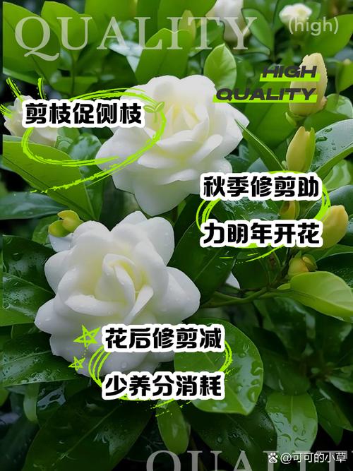 秋天栀子花开吗,栀子花到了秋天是否就会枯叶?-第3张图片-优品飞百科 秋天栀子花开吗,栀子花到了秋天是否就会枯叶?-第3张图片-优品飞百科