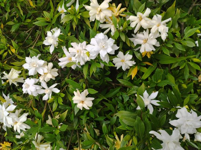 秋天栀子花开吗,栀子花到了秋天是否就会枯叶?-第4张图片-优品飞百科 秋天栀子花开吗,栀子花到了秋天是否就会枯叶?-第4张图片-优品飞百科