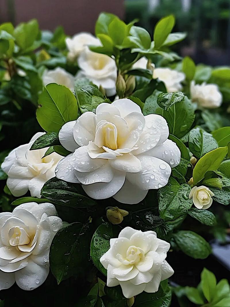 秋天栀子花开吗,栀子花到了秋天是否就会枯叶?-第5张图片-优品飞百科 秋天栀子花开吗,栀子花到了秋天是否就会枯叶?-第5张图片-优品飞百科