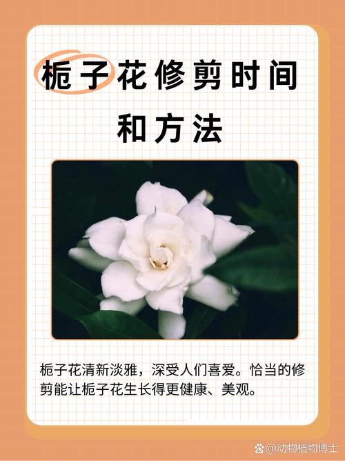 秋天栀子花开吗,栀子花到了秋天是否就会枯叶?-第6张图片-优品飞百科 秋天栀子花开吗,栀子花到了秋天是否就会枯叶?-第6张图片-优品飞百科