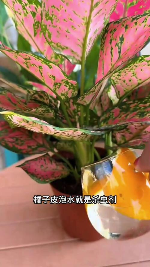 秋天浇花用这3种“水”，秋季养花怎样浇水？-第3张图片-优品飞百科