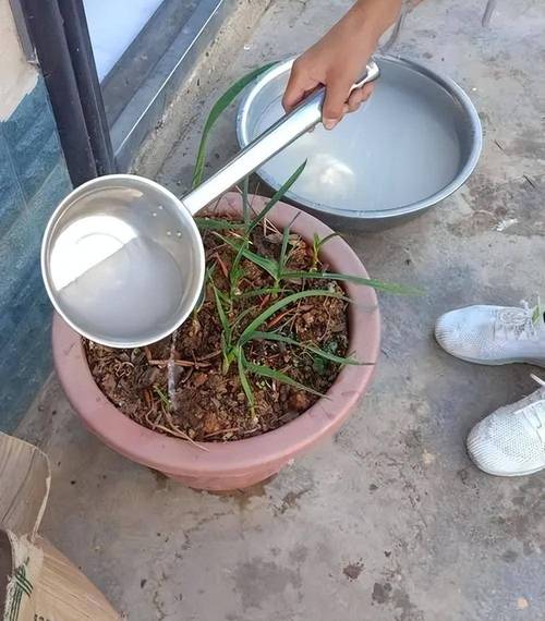 秋天浇花用这3种“水”，秋季养花怎样浇水？-第4张图片-优品飞百科