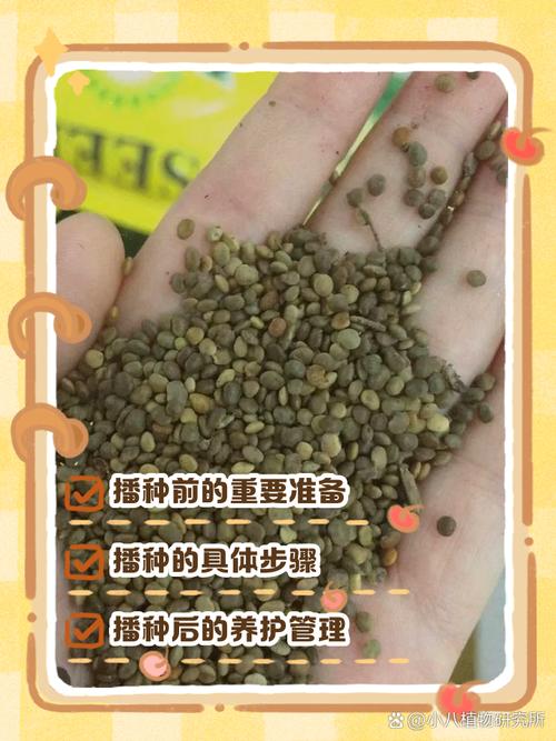 花菱草种子怎么种，花菱草花？