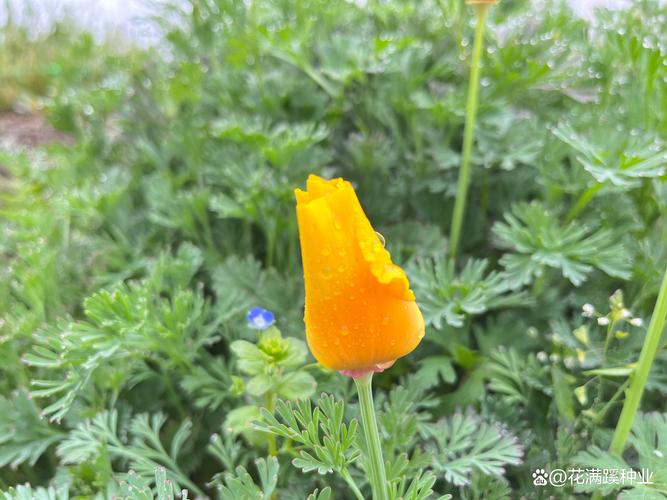 花菱草种子怎么种，花菱草花？-第3张图片-优品飞百科