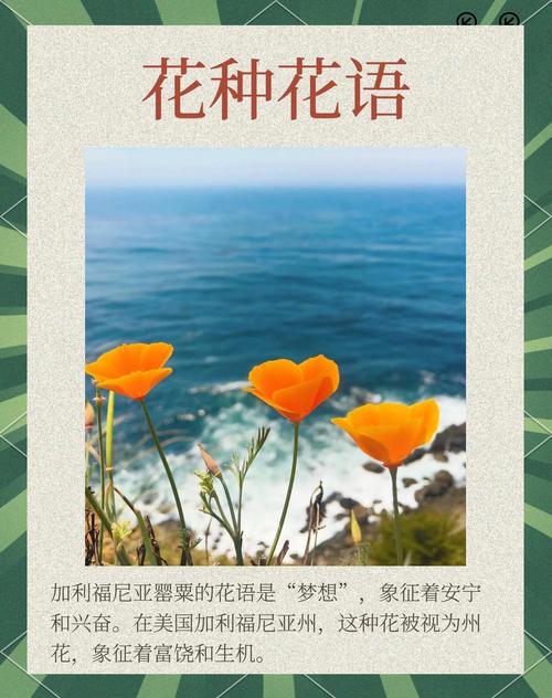 花菱草种子怎么种，花菱草花？-第4张图片-优品飞百科