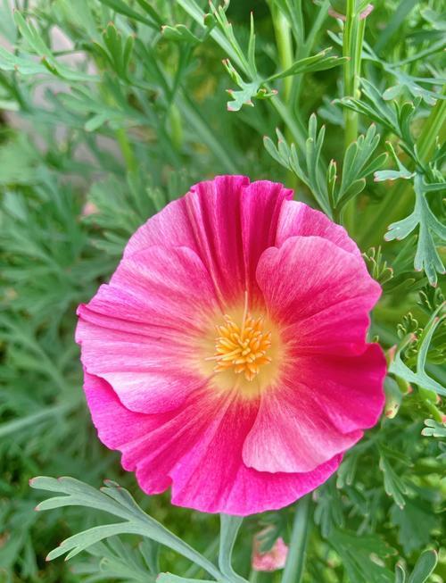 花菱草种子怎么种，花菱草花？-第5张图片-优品飞百科