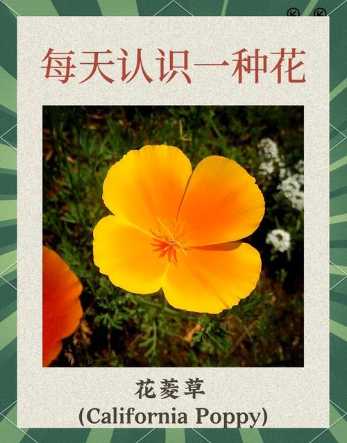 花菱草种子怎么种，花菱草花？-第6张图片-优品飞百科