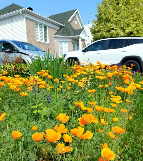 花菱草种子怎么种，花菱草花？-第7张图片-优品飞百科