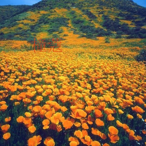 花菱草种子怎么种，花菱草花？-第8张图片-优品飞百科