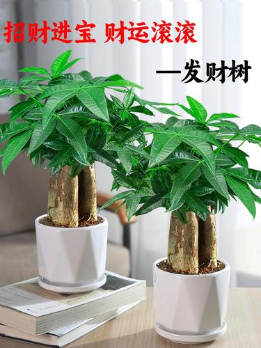 发财树长大后要换盆吗,发财树长大后要换盆吗视频-第2张图片-优品飞百科 发财树长大后要换盆吗,发财树长大后要换盆吗视频-第2张图片-优品飞百科