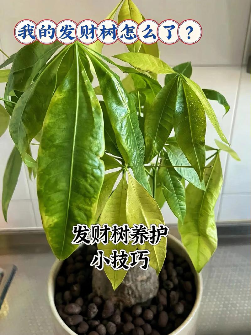 发财树长大后要换盆吗,发财树长大后要换盆吗视频-第3张图片-优品飞百科 发财树长大后要换盆吗,发财树长大后要换盆吗视频-第3张图片-优品飞百科