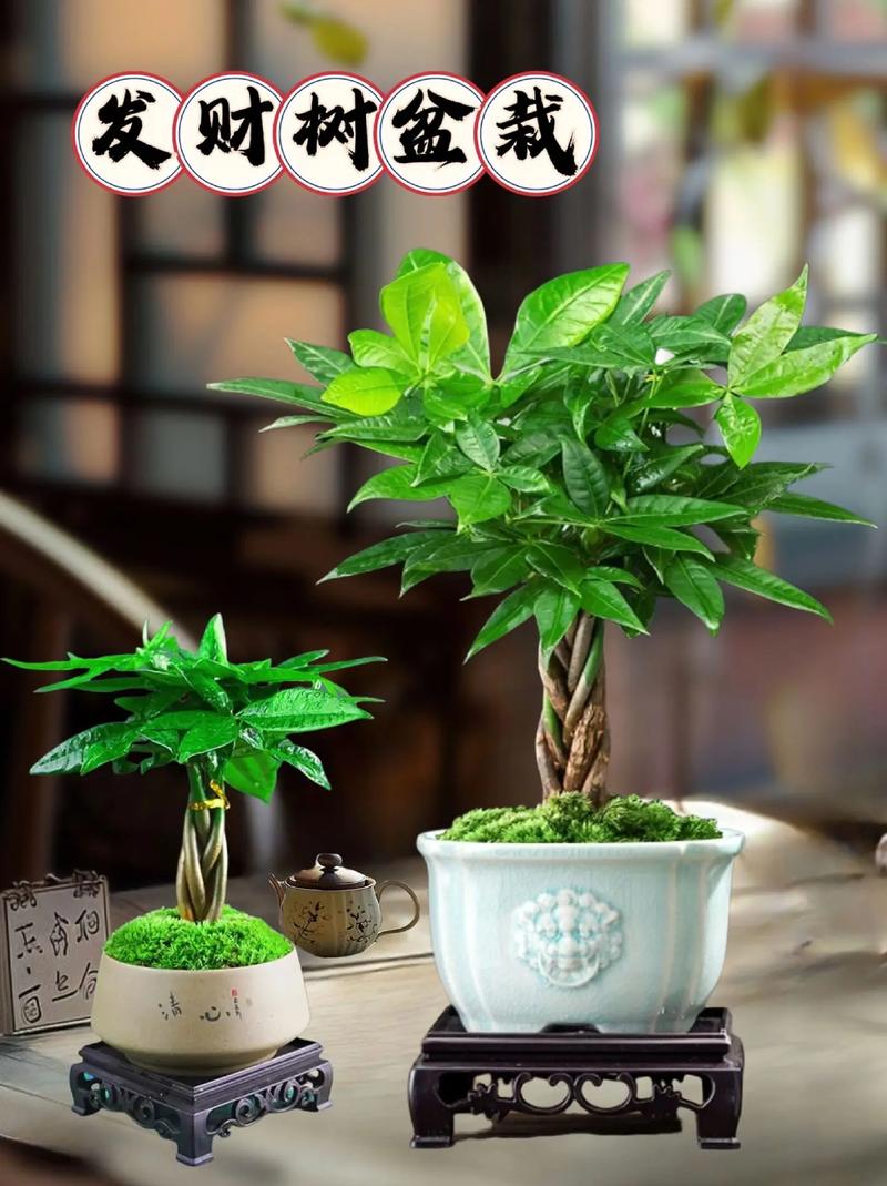 发财树长大后要换盆吗,发财树长大后要换盆吗视频-第4张图片-优品飞百科 发财树长大后要换盆吗,发财树长大后要换盆吗视频-第4张图片-优品飞百科