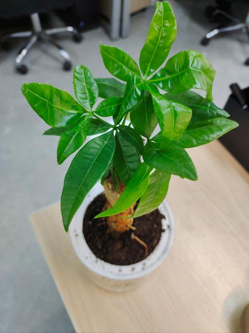 发财树长大后要换盆吗,发财树长大后要换盆吗视频-第7张图片-优品飞百科 发财树长大后要换盆吗,发财树长大后要换盆吗视频-第7张图片-优品飞百科