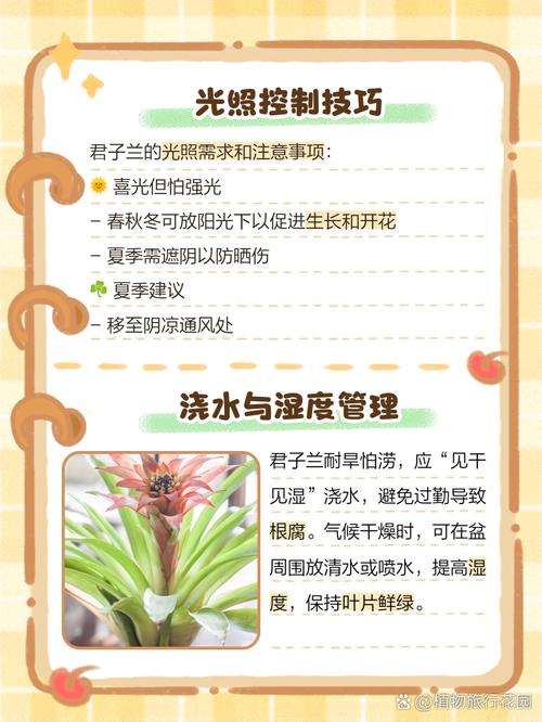 怎样养君子兰又绿又亮，如何养君子兰的小窍门君子兰怎么养-第2张图片-优品飞百科