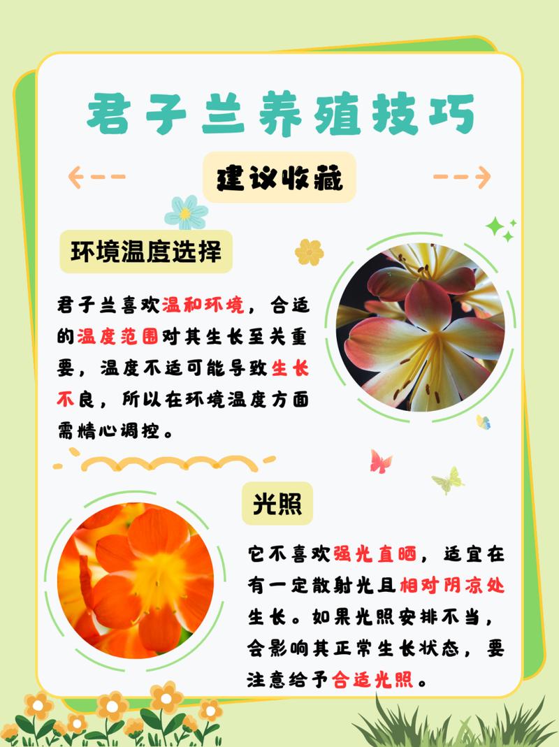 怎样养君子兰又绿又亮，如何养君子兰的小窍门君子兰怎么养-第4张图片-优品飞百科