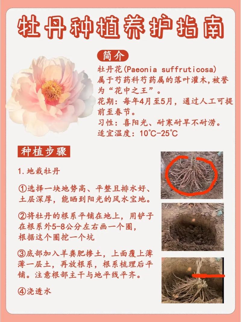 牡丹花怎么养，牡丹花怎么养护-第3张图片-优品飞百科