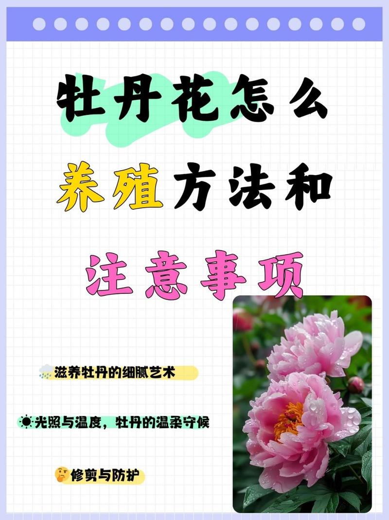 牡丹花怎么养，牡丹花怎么养护-第4张图片-优品飞百科
