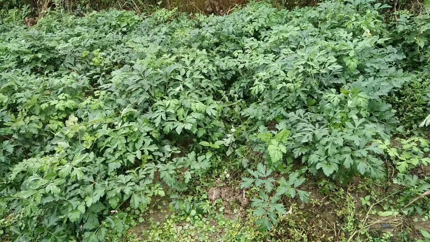 白花前胡怎么养，白花前胡费用多多少钱一斤