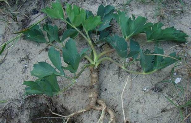 白花前胡怎么养，白花前胡费用多多少钱一斤-第2张图片-优品飞百科