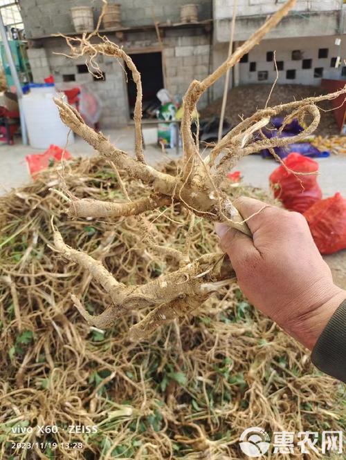 白花前胡怎么养，白花前胡费用多多少钱一斤-第3张图片-优品飞百科