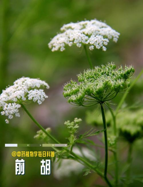 白花前胡怎么养，白花前胡费用多多少钱一斤-第4张图片-优品飞百科