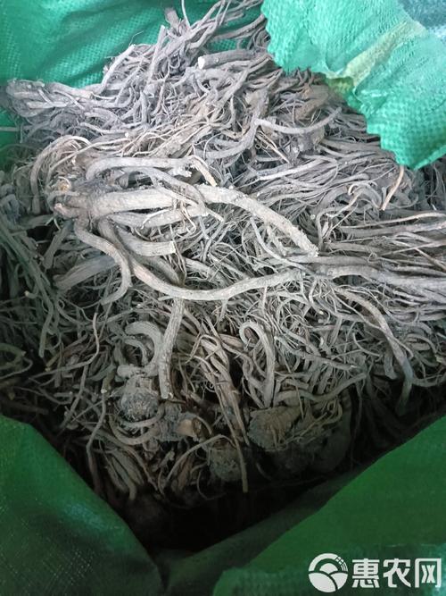 白花前胡怎么养，白花前胡费用多多少钱一斤-第5张图片-优品飞百科