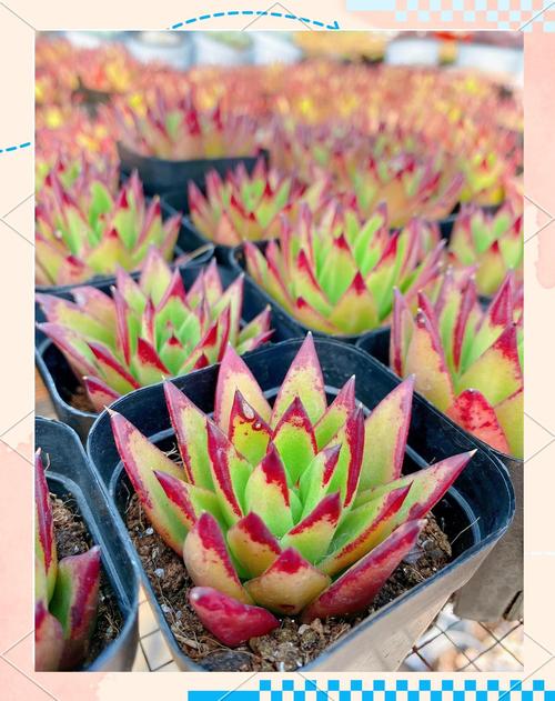 新买的口红花怎么养，新买的口红花怎么养才能开花？-第2张图片-优品飞百科