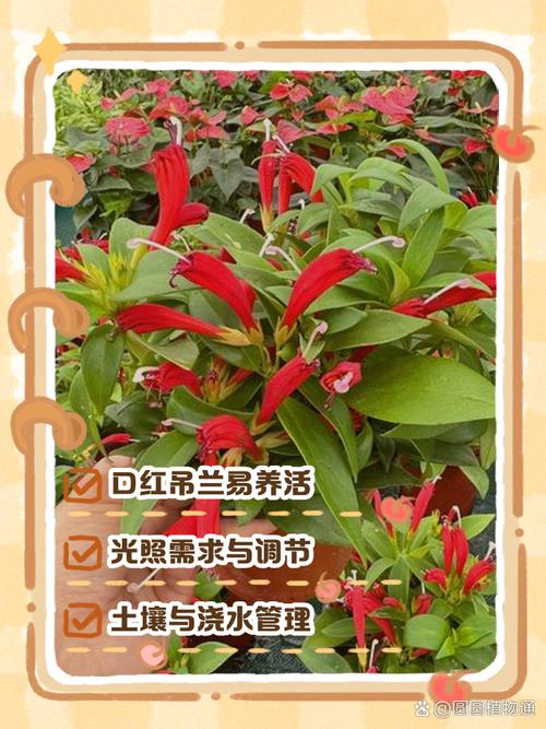 新买的口红花怎么养，新买的口红花怎么养才能开花？-第3张图片-优品飞百科