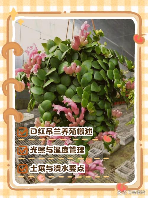 新买的口红花怎么养，新买的口红花怎么养才能开花？-第5张图片-优品飞百科