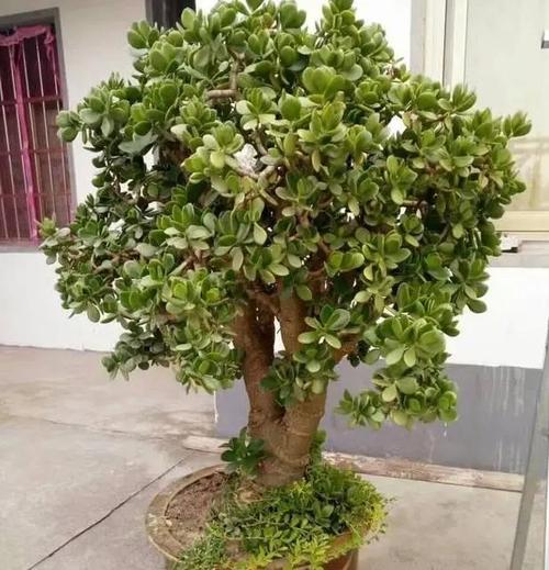 玉树怎么养才能长得快，玉树怎么养才能长得快又茂盛？-第2张图片-优品飞百科