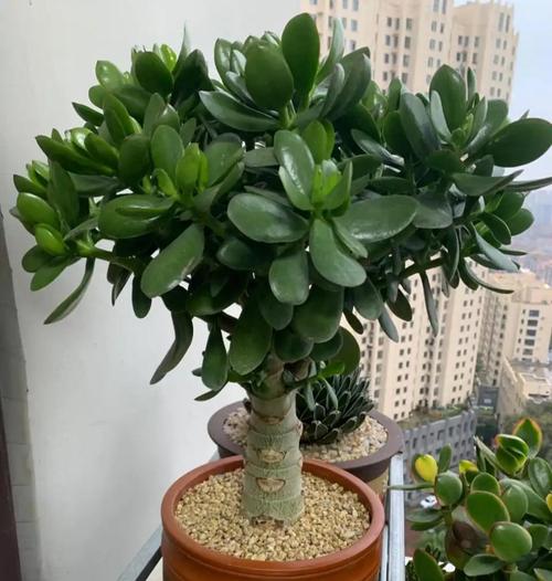 玉树怎么养才能长得快，玉树怎么养才能长得快又茂盛？-第3张图片-优品飞百科