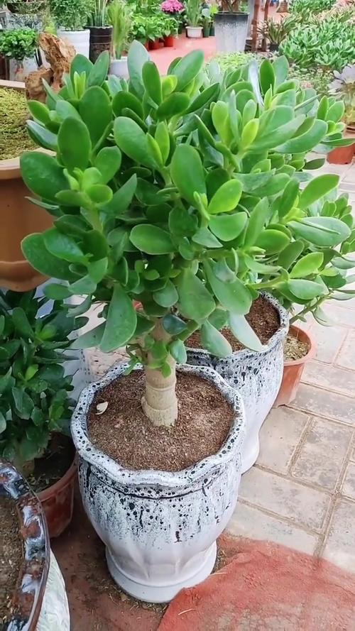 玉树怎么养才能长得快，玉树怎么养才能长得快又茂盛？-第4张图片-优品飞百科