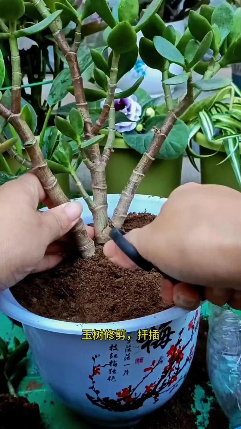 玉树怎么养才能长得快，玉树怎么养才能长得快又茂盛？-第5张图片-优品飞百科