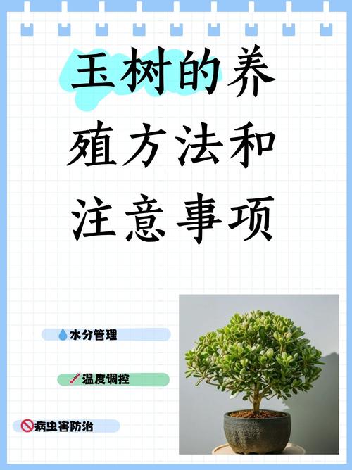 玉树怎么养才能长得快，玉树怎么养才能长得快又茂盛？-第6张图片-优品飞百科