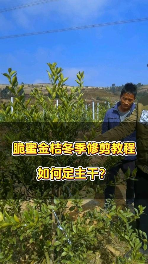 金桔什么时候剪枝，金桔怎么剪枝结果多？
