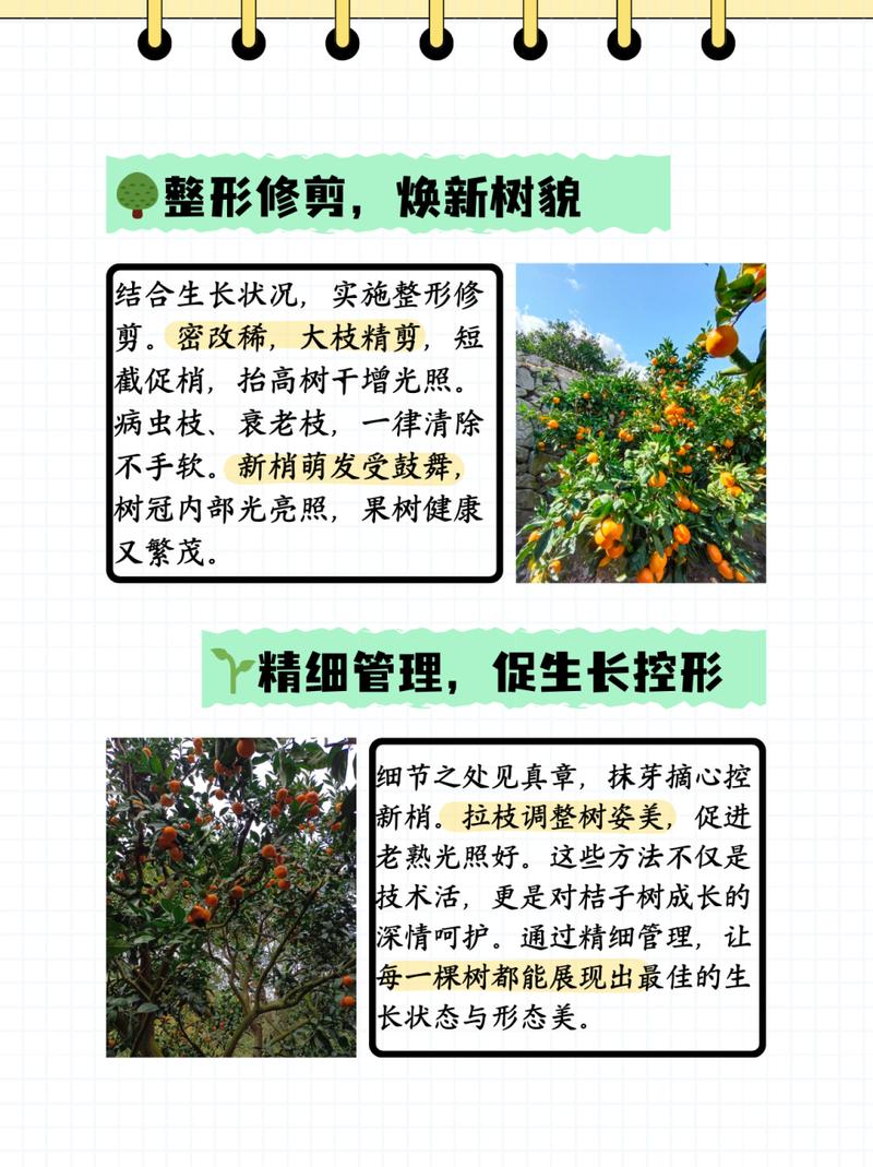 金桔什么时候剪枝，金桔怎么剪枝结果多？-第2张图片-优品飞百科