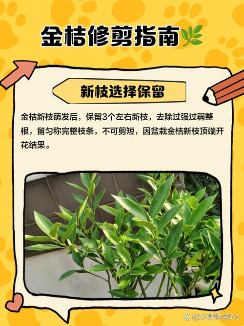 金桔什么时候剪枝，金桔怎么剪枝结果多？-第3张图片-优品飞百科