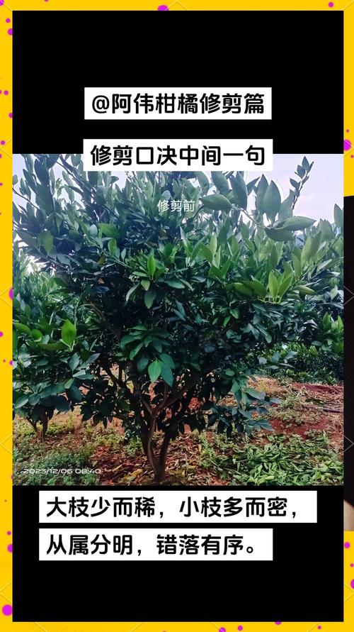 金桔什么时候剪枝，金桔怎么剪枝结果多？-第4张图片-优品飞百科