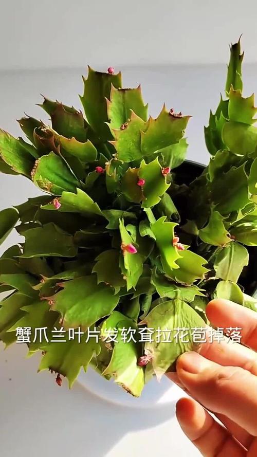 蟹爪兰什么季节开花，蟹爪兰在什么时间开花？