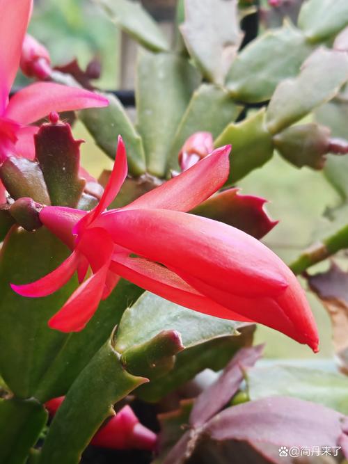 蟹爪兰什么季节开花，蟹爪兰在什么时间开花？-第2张图片-优品飞百科
