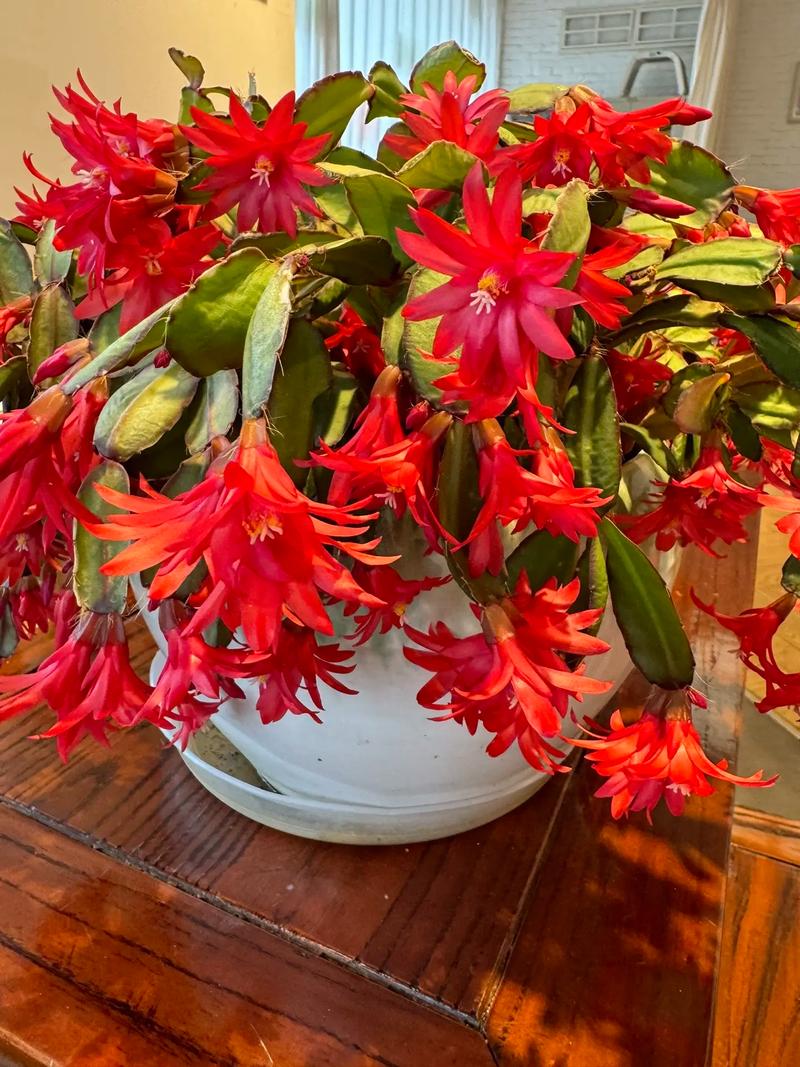 蟹爪兰什么季节开花，蟹爪兰在什么时间开花？-第3张图片-优品飞百科