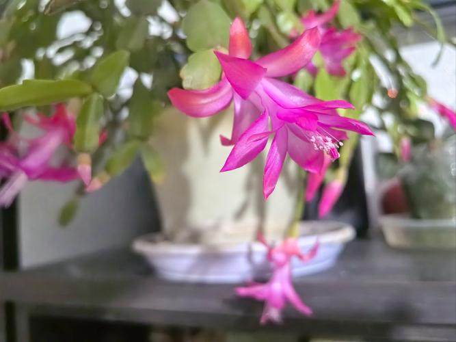 蟹爪兰什么季节开花，蟹爪兰在什么时间开花？-第4张图片-优品飞百科