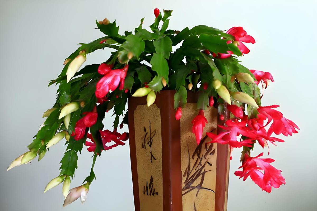 蟹爪兰什么季节开花，蟹爪兰在什么时间开花？-第5张图片-优品飞百科