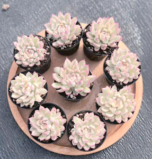 怎么让多肉出锦，多肉怎么容易出锦