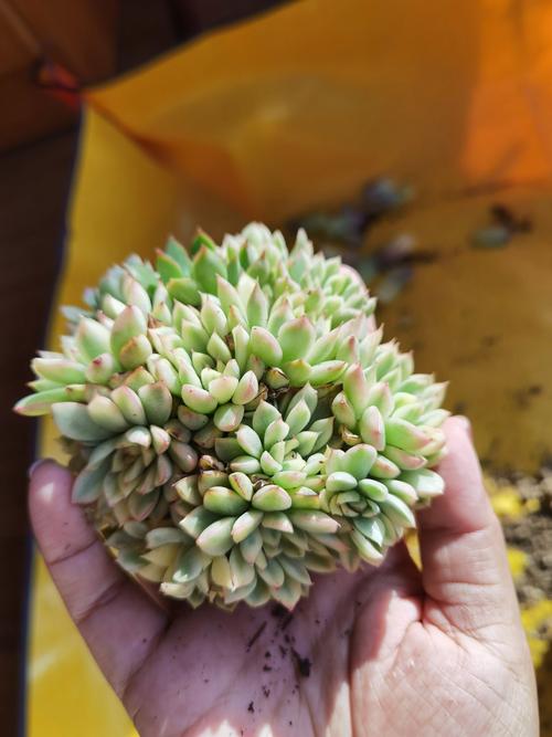 怎么让多肉出锦，多肉怎么容易出锦-第2张图片-优品飞百科